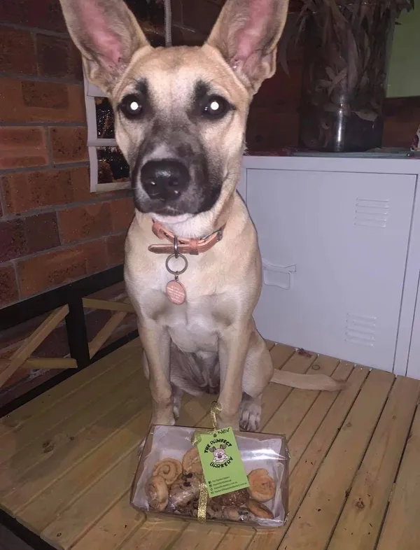 Dog sitting proudly with a Pawfect Barkery gift pack