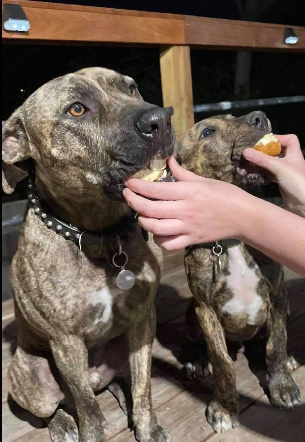 Two happy brindle dogs sharing Pawfect Barkery treats