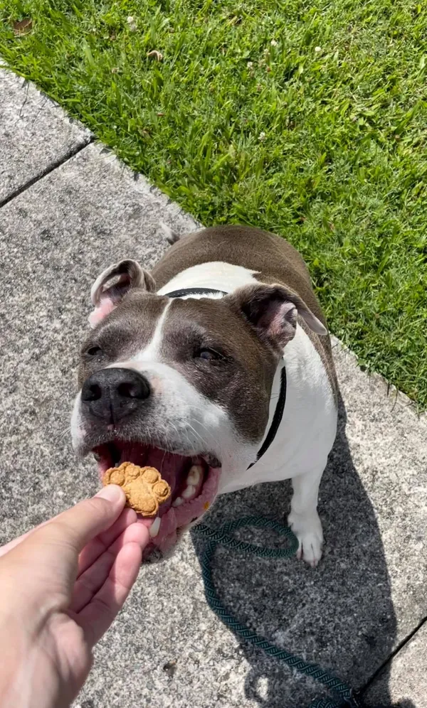 Happy dog on the Gold Coast enjoying a paw-shaped natural treat